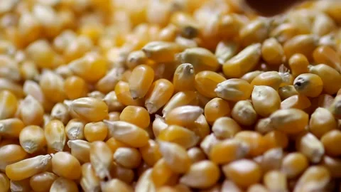 Small tiny little dry yellow orange corn seeds falling on top of each other to m Stock Footage 137541410