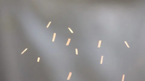 Small tiny migrating midge insect swarm hive flying dancing hovering pattern Stock Footage 165063419