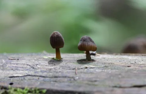 Small tiny mushrooms are growing on the old fallen tree trunk. Stock Photos
