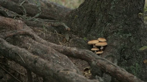 Small tiny mushrooms growing on the tree trunk. Stock Footage 70514739