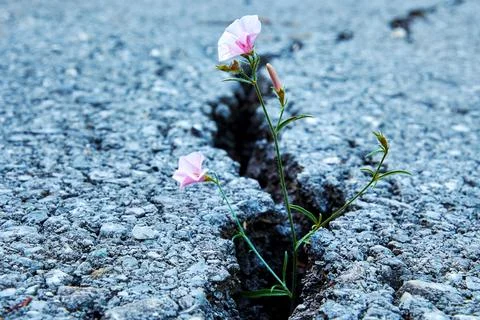 Small tiny pink flower growth through the asphalt crack Stock Photos