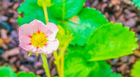 Small tiny pink rose flower on a strawberry plant bush macro close up Stock Photos
