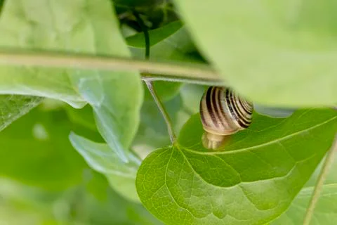 Small, tiny snail between the leaves close up. Blurred green background. 写真素材