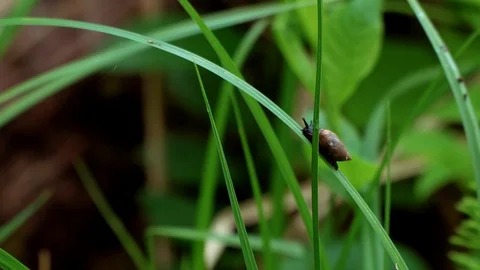 Small tiny snail climbing realtime close up Stock Footage 90088554