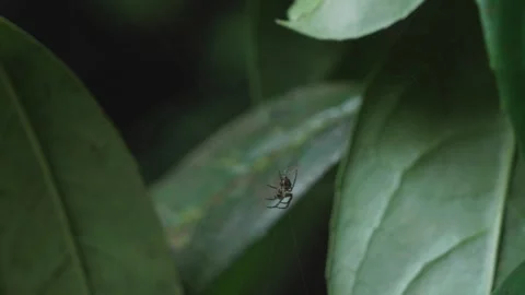 Small tiny spider hanging from a web in green leaves. Stock Footage 284086332