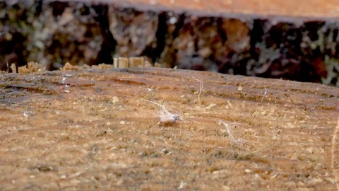 The small tiny tick on the wood 스톡 동영상 112155533