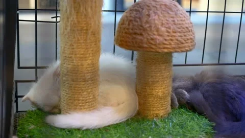 Small tiny white kitten sleeps peacefully near scratching post in shelter cage Stock Footage 224880098