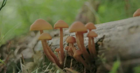 Small tiny white mushrooms growing on the tree trunk fs700 4k Stock Footage 43150981