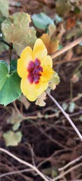 Small tiny yellow flower, yellow flower closeup. Tiny wild yellow flower. 스톡 사진
