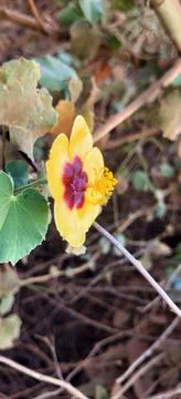 Small tiny yellow flower, yellow flower closeup. Tiny wild yellow flower. Stock Photos