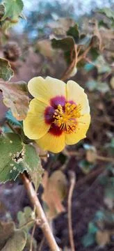 Small tiny yellow flower, yellow flower closeup. Tiny wild yellow flower. Stock Photos
