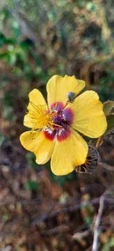 Small tiny yellow flower, yellow flower closeup. Tiny wild yellow flower. 스톡 사진