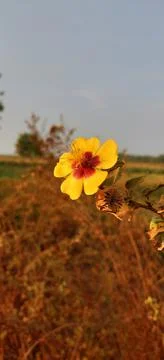 Small tiny yellow flower, yellow flower closeup. Tiny wild yellow flower. Stock Photos