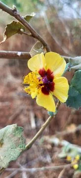Small tiny yellow flower, yellow flower closeup. Tiny wild yellow flower. 스톡 사진