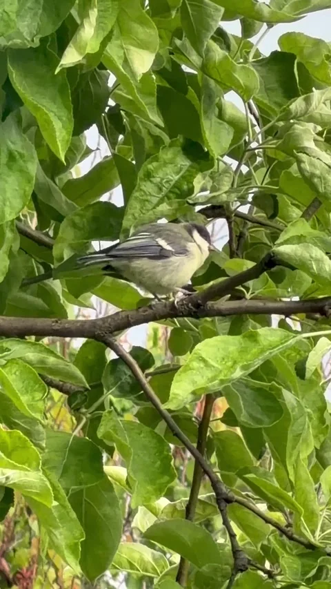 Small tit bird sitting among green tree leaves Stock-Footage 337355195