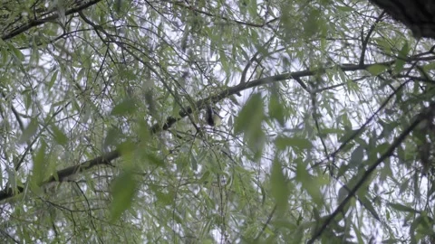 Small Tit Bird Taking Off from Willow Tree Vídeos de archivo 334668888