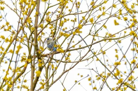 A small tit sits in  a tree with yellow flowers and a blue sky in the backgro Stockfoto's