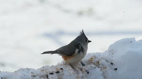 Small titmouse bird foraging seed out of the snow Stock Footage 59522716