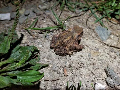Small toad during the night Stock Photos