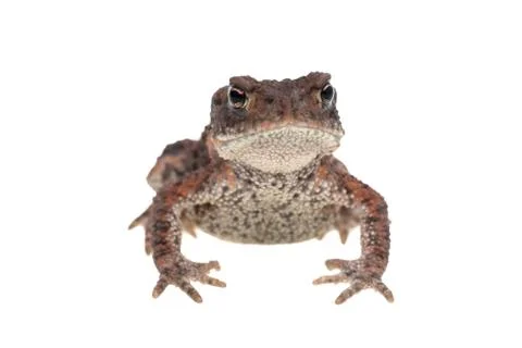 Small toad front view Stock Photos