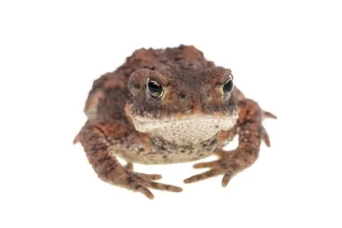 Small toad front view Stock Photos