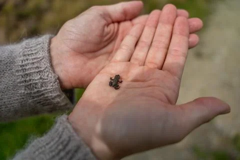 Small Toad in Open Hands: Close-Up Nature Wildlife Photo Showing Tiny Amphi.. Stock Photos