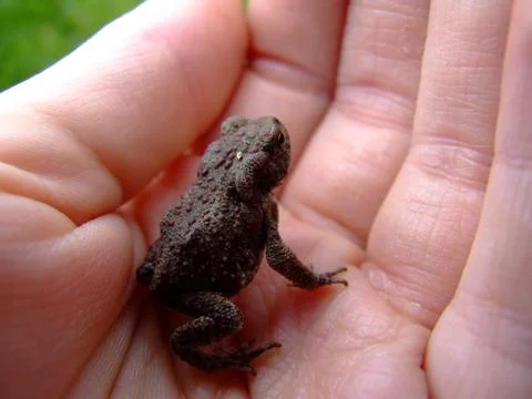 A small toad in the palm of your hand: a touch of nature Stock Photos