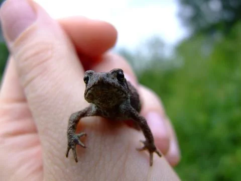 A Small Toad in the Palm of Your Hand: A Touch of the Wild Stock Photos