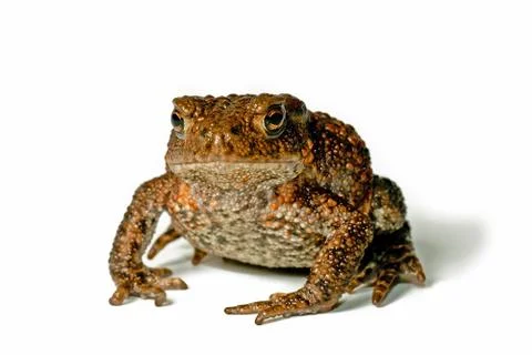 Small Toad Stock Photos
