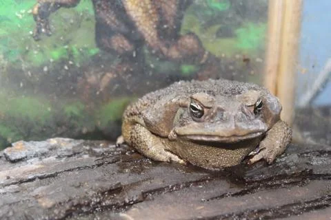 A small toad sits on a branch Stock Photos