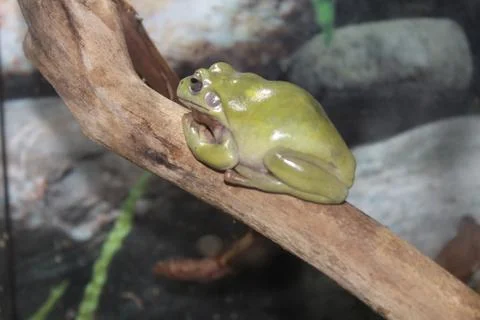 A small toad sits on a branch Stock Photos