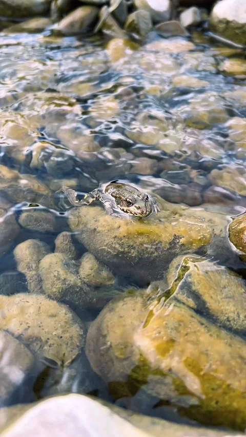 A small toad sits on a wet stone inside a clear mountain river. 库存影片 346960499