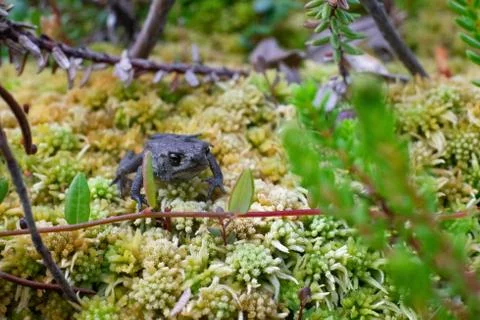 Small toad sitting in moss in a swamp. Stock Photos