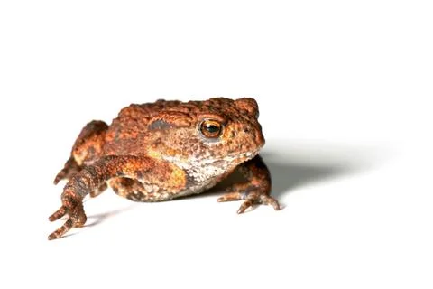Small toad on white background Stock Photos