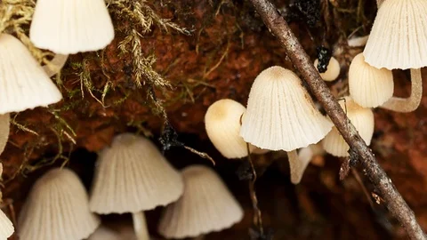 Small toadstool mushrooms Vidéo 74311302
