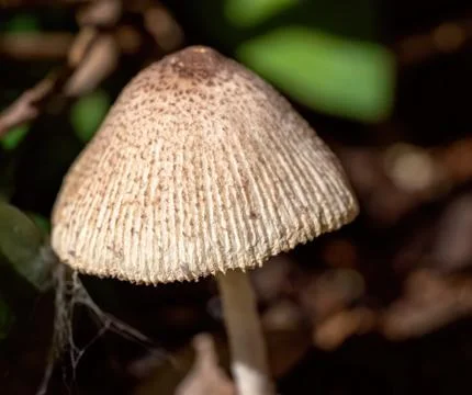 Small Toadstool Stock Photos