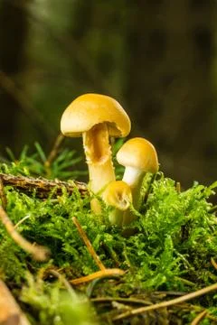 Small toadstool with three plants which are nibbled by snails Stock Photos
