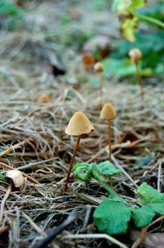 Small toadstools in dead grass and brambles Stock Photos
