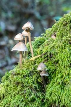 Small toadstools on a moss covered log Stock Photos