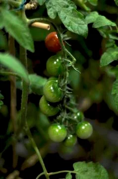 Small tomato Stock Photos