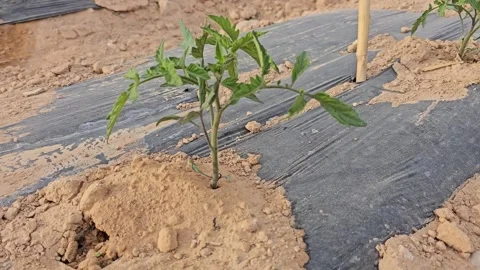 Small tomato plant Stock Footage 332794411