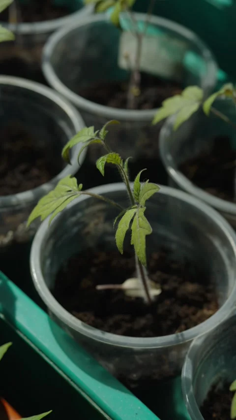 Small tomato seedlings growing in plastic cups on a windowsill Stock Footage 333451383