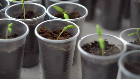 Small tomato seedlings in plastic cups on the table 4K Stock-Footage 106116897