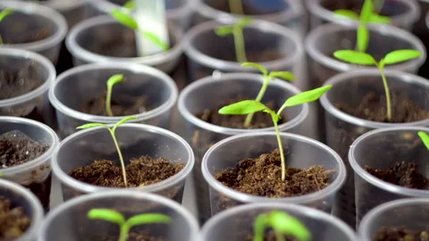 Small tomato seedlings in plastic cups stand in rows 4K Stock Footage 106119830