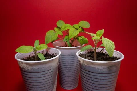 Small tomato seedlings in spring on red background Stock Photos