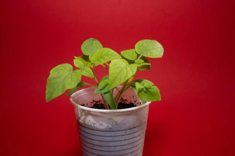 Small tomato seedlings in spring with red background Stock Photos