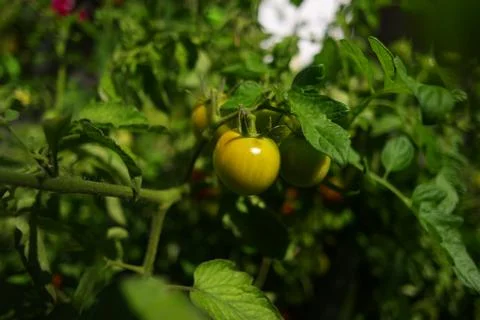 Small tomatoes on a bush. cherry tomatoes. bunches of tomatoes. home garden.. Stock Photos