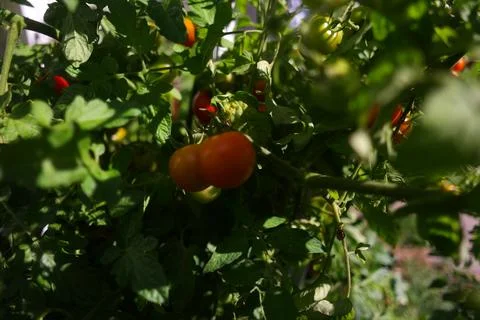 Small tomatoes on a bush. cherry tomatoes. bunches of tomatoes. home garden.. Фото