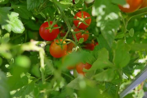 Small tomatoes on a bush. cherry tomatoes. bunches of tomatoes. home garden.. Foto stock