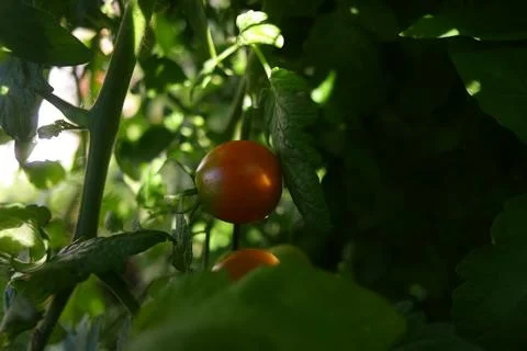Small tomatoes on a bush. cherry tomatoes. bunches of tomatoes. home garden.. Stock Photos